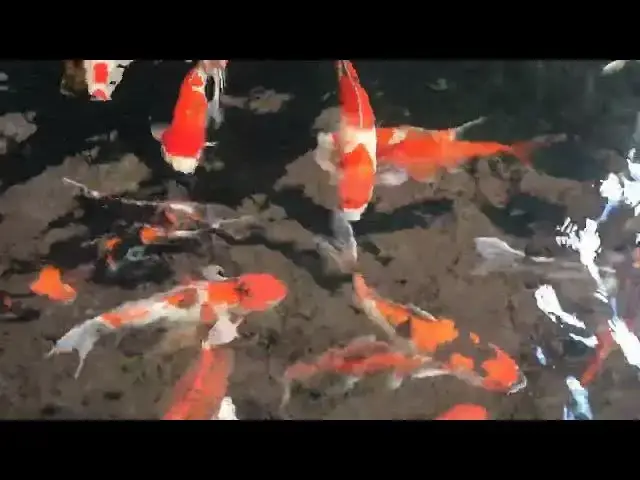 Video thumbnail for How Stress Affects Koi Fish Feeding Habits