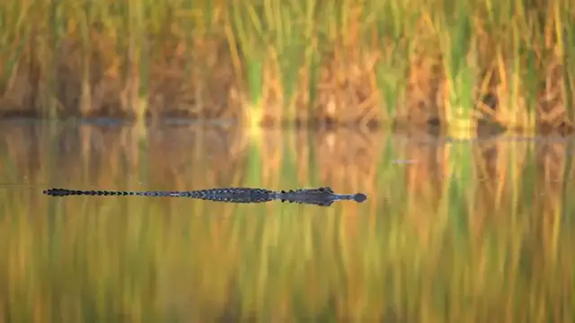 'Video thumbnail for 5 US States With Deadliest Wildlife'