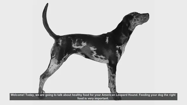 Video thumbnail for Healthy Food Tips for Your American Leopard Hound