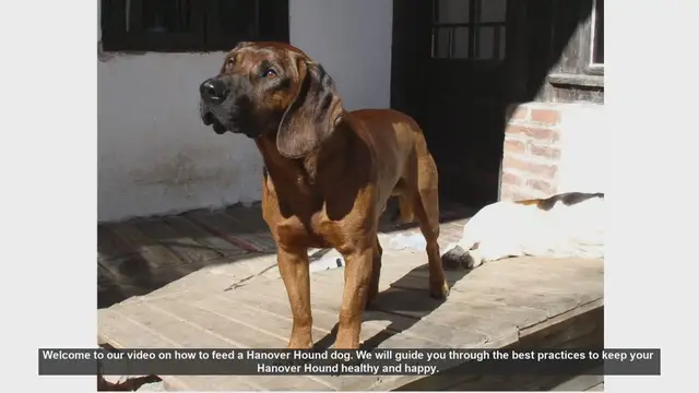 Video thumbnail for How to Properly Feed Your Hanover Hound: Tips for a Healthy Dog