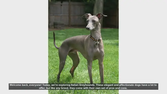 Video thumbnail for Italian Greyhounds: Pros and Cons of This Elegant Breed