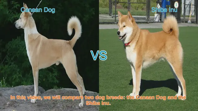 Video thumbnail for Canaan Dog vs. Shiba Inu: A Comprehensive Breed Comparison