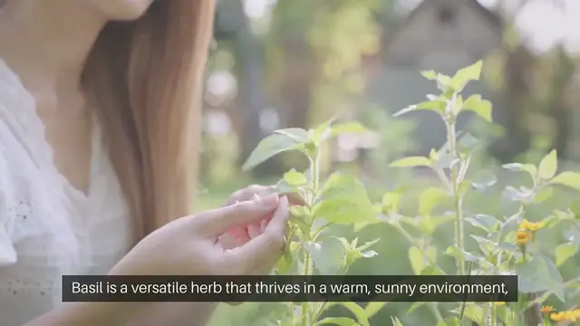 Video thumbnail for How To Grow Basil Indoors