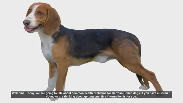 Video thumbnail for Common Health Problems in German Hound Dogs: What You Need to Know