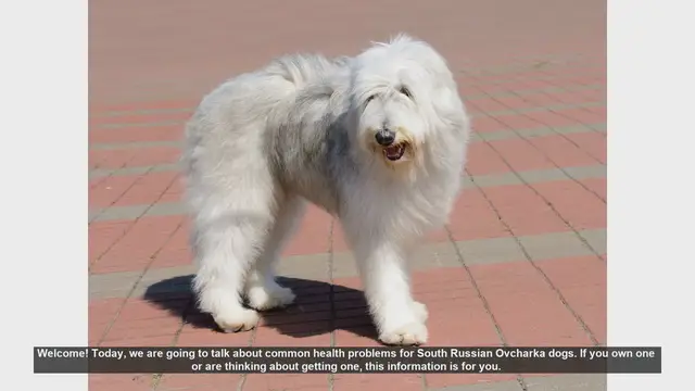 Video thumbnail for Common Health Problems in South Russian Ovcharka Dogs
