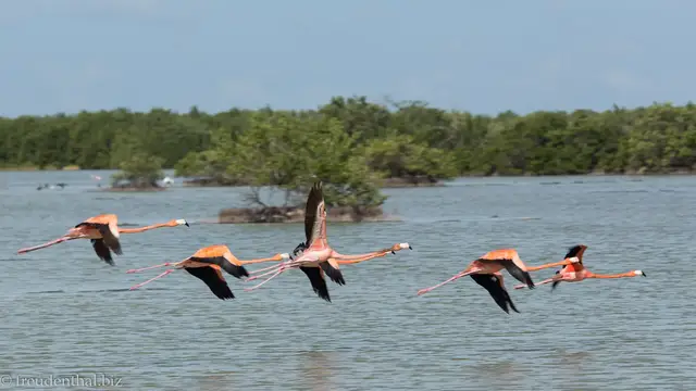Video thumbnail for Ausflug in die Laguna de las Salinas | Rundreise Kuba