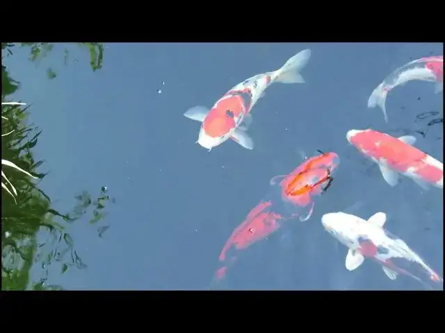 Video thumbnail for How to Compete in Your First Koi Fish Competition