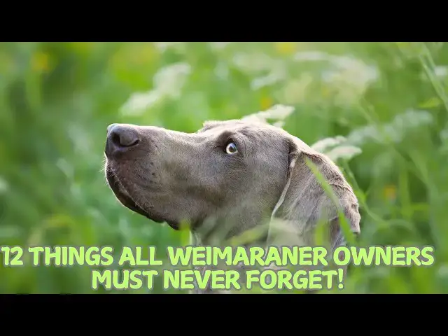 Video thumbnail for 12 Things All Weimaraner Owners Must Never Forget! 🐕✨