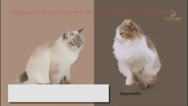 Video thumbnail for Ragamuffin Showdown: How Do They Measure Up to Ragdolls?