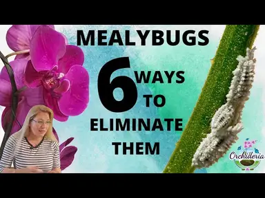 'Video thumbnail for Mealybugs on Orchids: 6 Methods to Eliminate Them for Good'