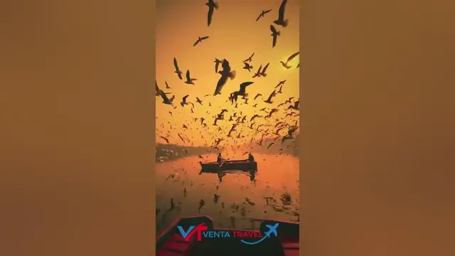 Video thumbnail for A fascinating moment in the Yamuna River 🚣🦢, India