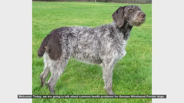 Video thumbnail for Common Health Problems in German Wirehaired Pointers
