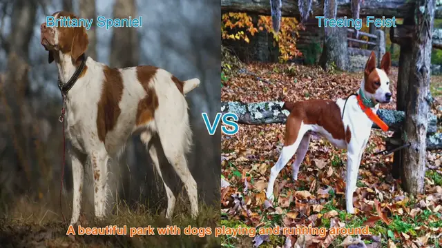 Video thumbnail for Brittany Spaniel vs. Treeing Feist: A Comparison of Two Energetic Dog Breeds