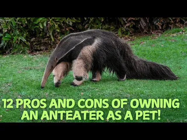 Video thumbnail for 12 Pros and Cons of Owning an Anteater as a Pet! 🏡🌿