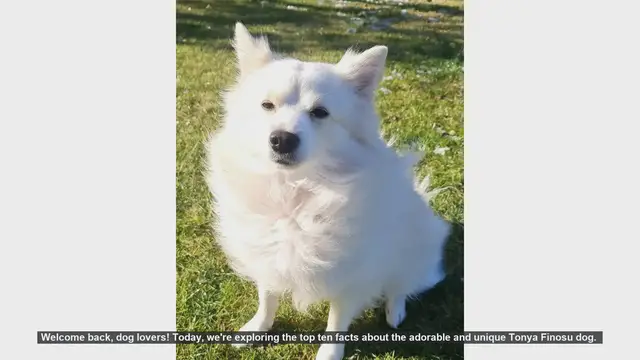 Video thumbnail for Top 10 Fascinating Facts About the Tonya Finosu Dog