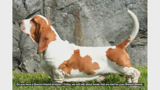 Video thumbnail for Foods to Avoid for Your Basset Hound: Keep Your Furry Friend Safe!