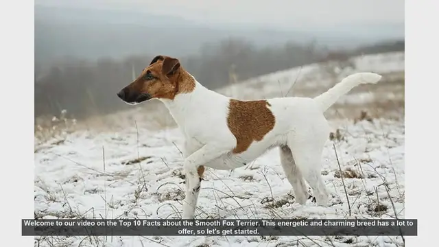 Video thumbnail for Top 10 Facts About the Smooth Fox Terrier