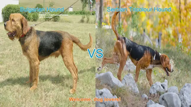 Video thumbnail for Bulgarian Hound vs. Serbian Tricolour Hound: A Comprehensive Comparison