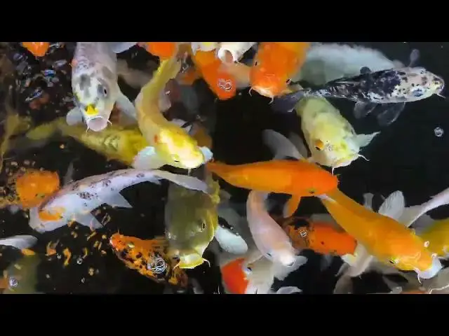 Video thumbnail for Koi Fish in Japanese Art: A Cultural Icon