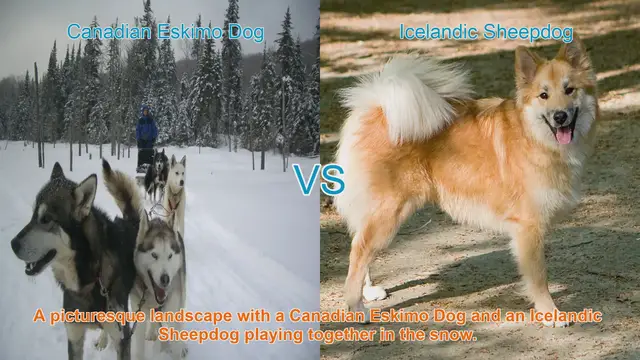 Video thumbnail for Canadian Eskimo Dog vs. Icelandic Sheepdog: A Breed Comparison