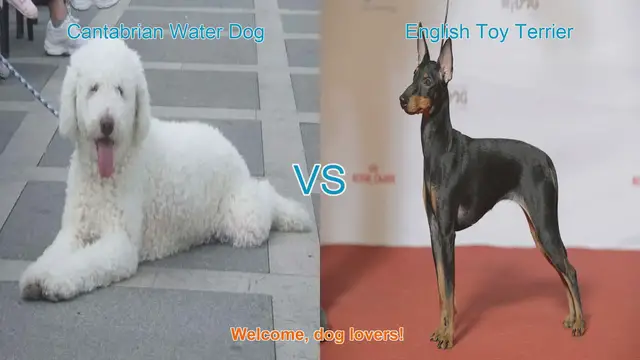 Video thumbnail for Dog Breed Comparison: Cantabrian Water Dog vs. English Toy Terrier