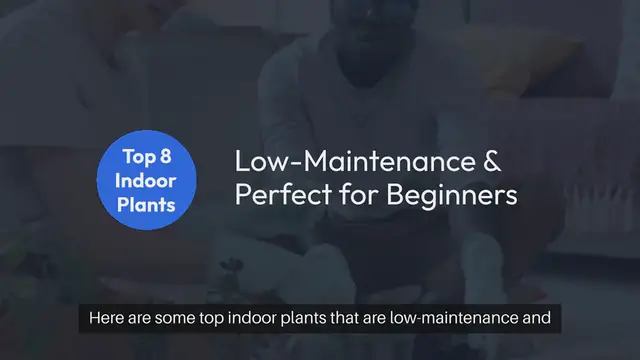 Video thumbnail for Top Indoor Plants for Beginners