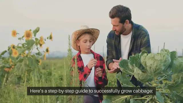 Video thumbnail for How To Grow Cabbage At Home