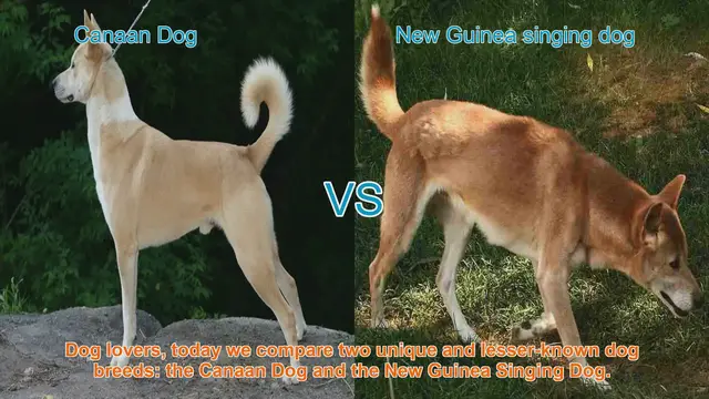Video thumbnail for Canaan Dog vs. New Guinea Singing Dog: A Comparative Guide