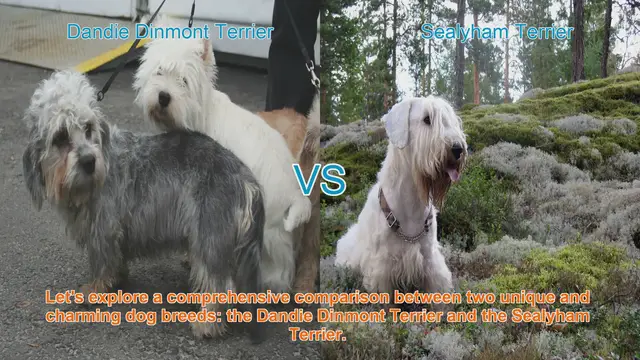 Video thumbnail for Comparing Dandie Dinmont Terrier and Sealyham Terrier: A Comprehensive Guide