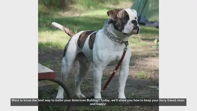 Video thumbnail for How to Bathe Your American Bulldog: Step-by-Step Guide