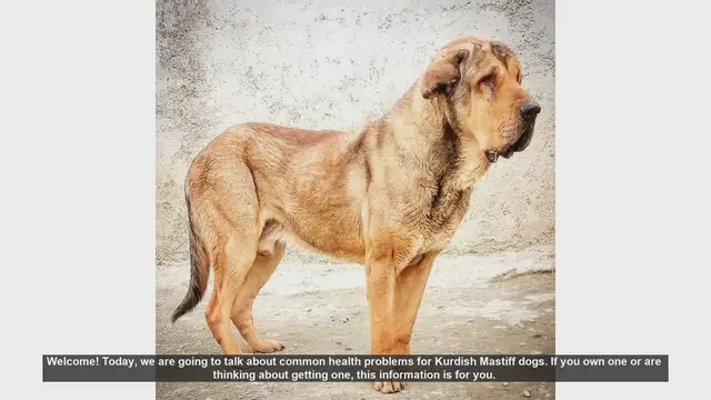 Video thumbnail for Common Health Problems in Kurdish Mastiff Dogs