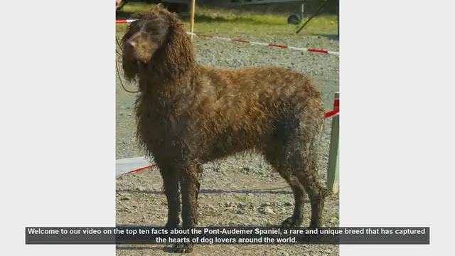 Video thumbnail for Top 10 Facts About the Rare Pont-Audemer Spaniel