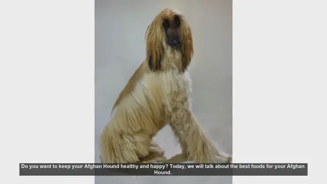 Video thumbnail for Top Foods to Keep Your Afghan Hound Healthy and Happy