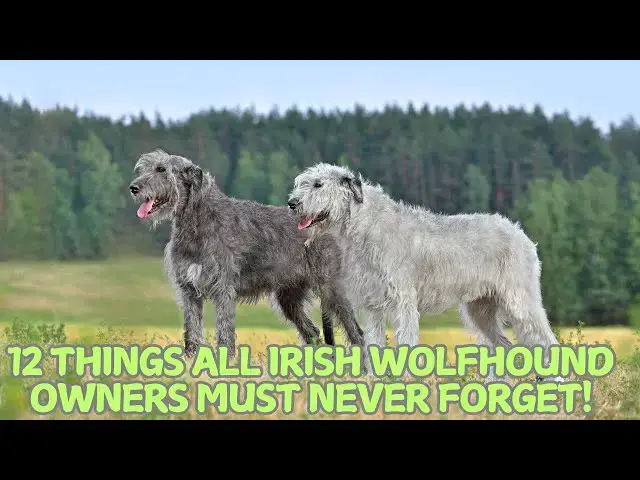 Video thumbnail for 12 Things All Irish Wolfhound Owners Must Never Forget! 🐕✨