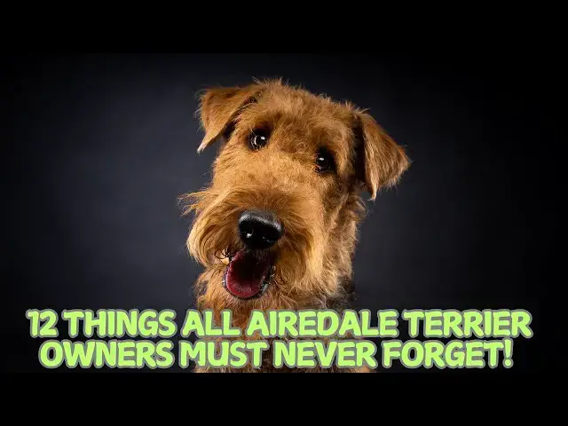 Video thumbnail for 12 Things All Airedale Terrier Owners Must Never Forget! 🐕✨