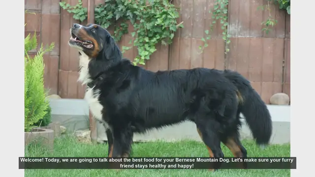 Video thumbnail for Best Food for Your Bernese Mountain Dog: Keep Them Healthy and Happy!