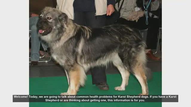 Video thumbnail for Common Health Problems in Karst Shepherd Dogs: What You Need to Know