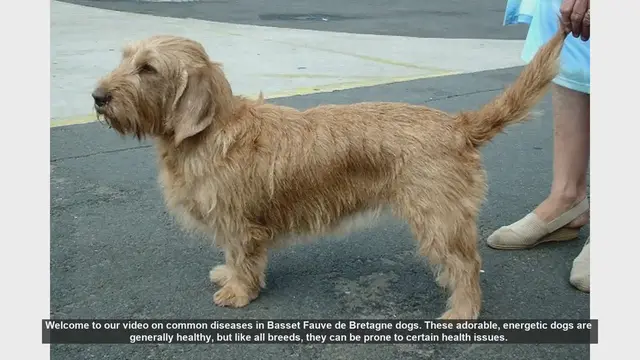Video thumbnail for Common Health Issues in Basset Fauve de Bretagne Dogs