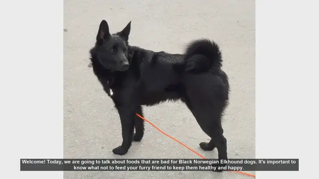 Video thumbnail for Foods to Avoid for Black Norwegian Elkhound Dogs