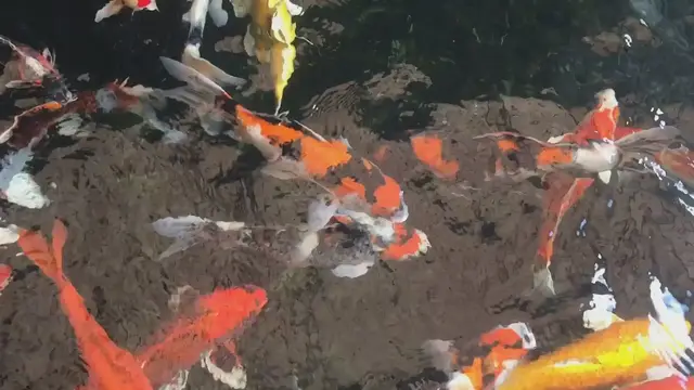 Video thumbnail for Columnaris in Koi Fish: Signs, Causes, and Treatment
