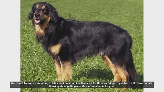 Video thumbnail for Common Health Issues in Hovawart Dogs: What You Need to Know