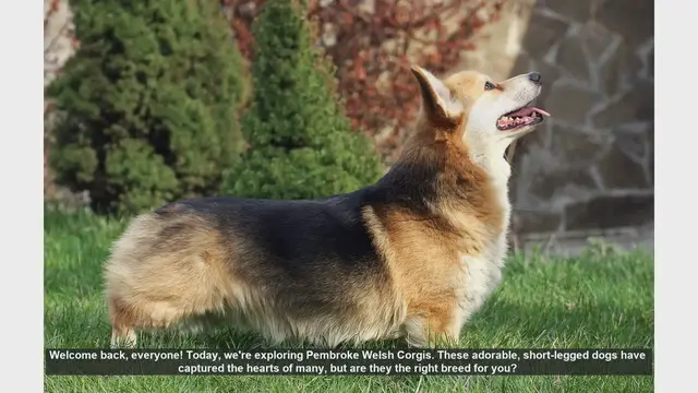 Video thumbnail for Pembroke Welsh Corgis: Pros and Cons of Owning This Adorable Breed