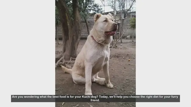 Video thumbnail for Best Diet for Your Kuchi Dog: Essential Tips for a Healthy Pet