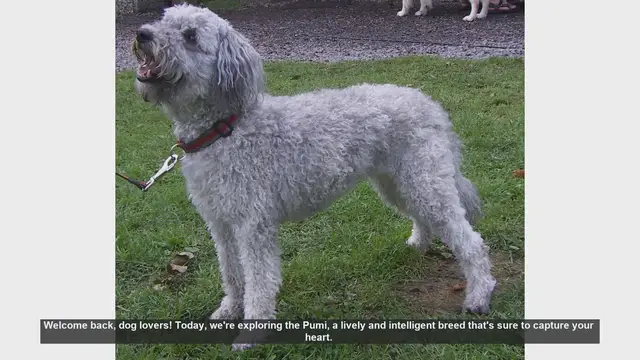 Video thumbnail for Pros and Cons of Owning a Pumi: Is This Energetic Breed Right for You?