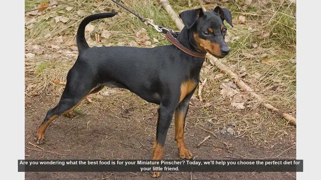 Video thumbnail for Best Food for Your Miniature Pinscher: A Complete Guide