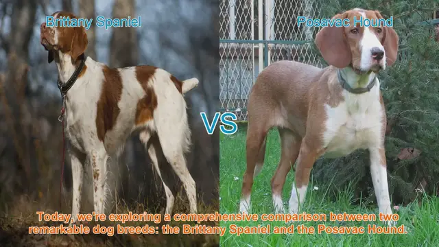 Video thumbnail for Brittany Spaniel vs. Posavac Hound: A Comprehensive Comparison