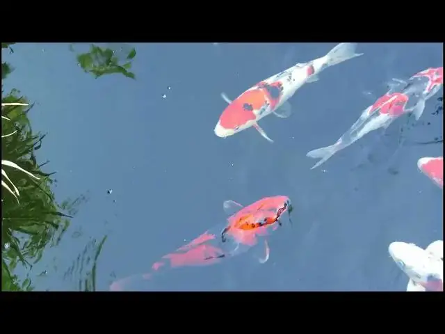 Video thumbnail for Koi Fish Feeding in Cold Climates: A Seasonal Guide