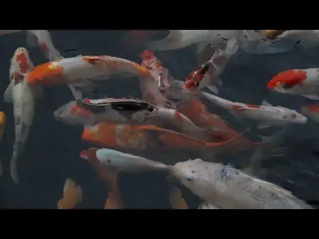 Video thumbnail for Koi Fish Winter Care: The Importance of Shelters