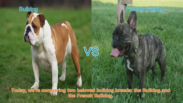 Video thumbnail for Bulldog vs. French Bulldog: A Comparison of Beloved Breeds