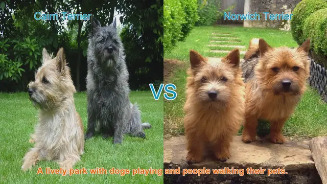 Video thumbnail for Cairn Terrier vs. Norwich Terrier: A Comparison of Two Spirited Dog Breeds